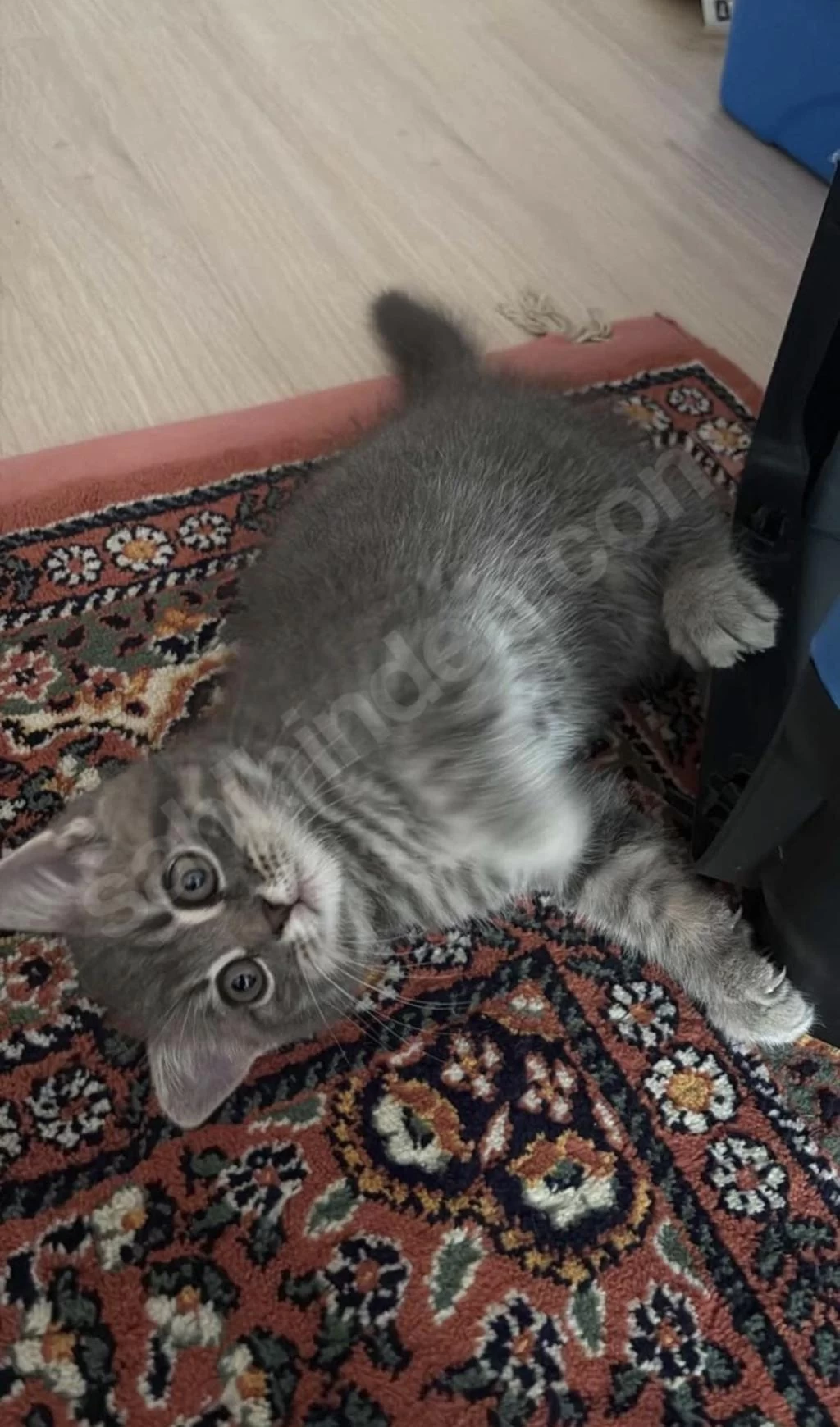 Kedimiz Yeni Yuvasını Arıyor