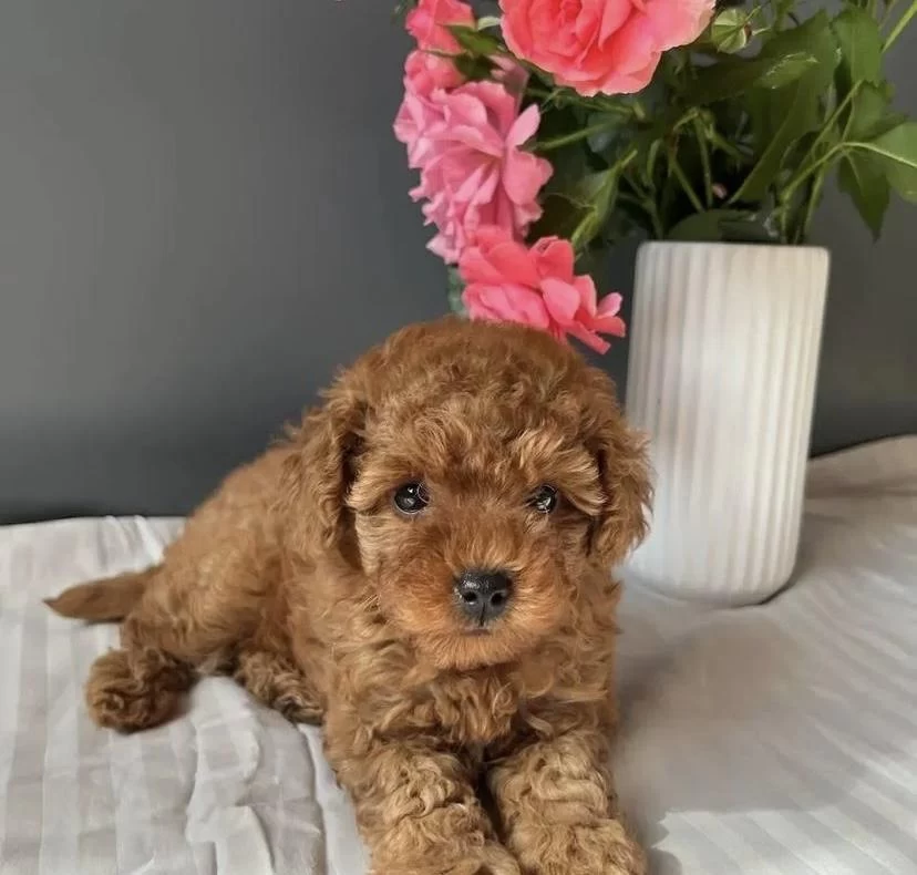 Harika Toy Poodle Yavrular