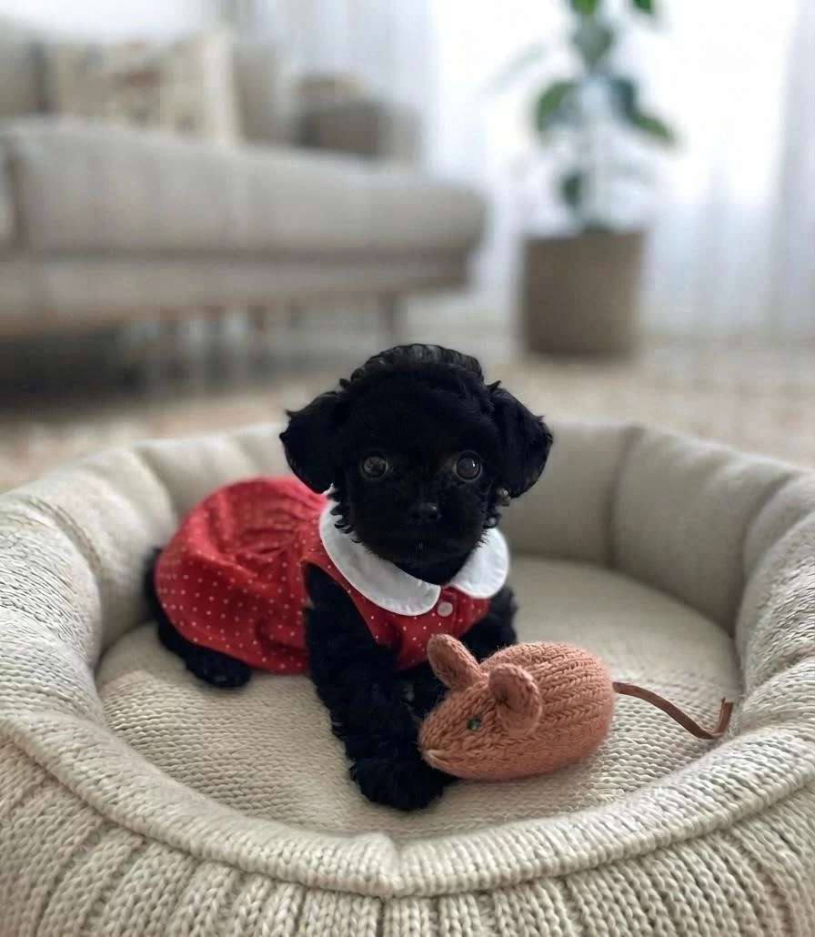 Toy Poodle Minik Köpekler