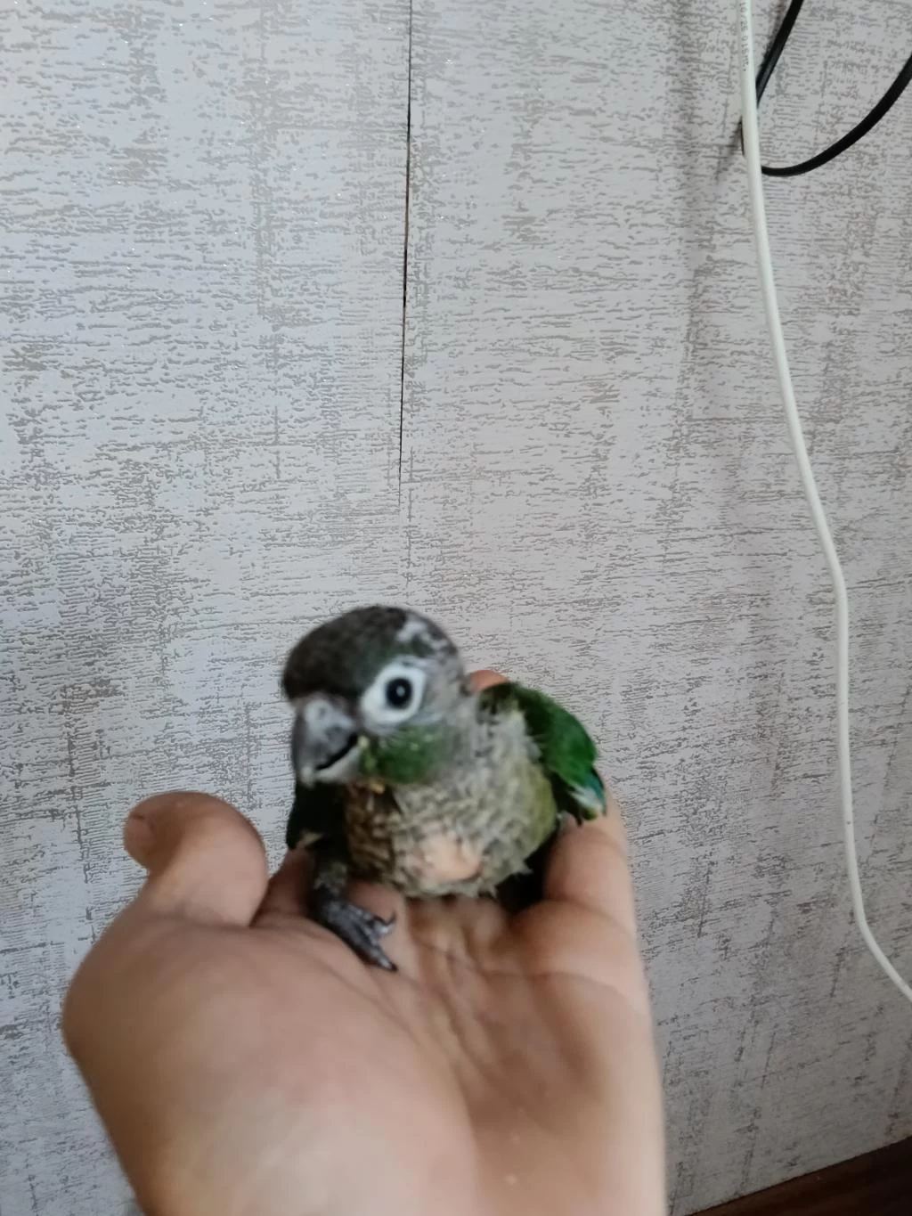 Yavru Konur Papağanı