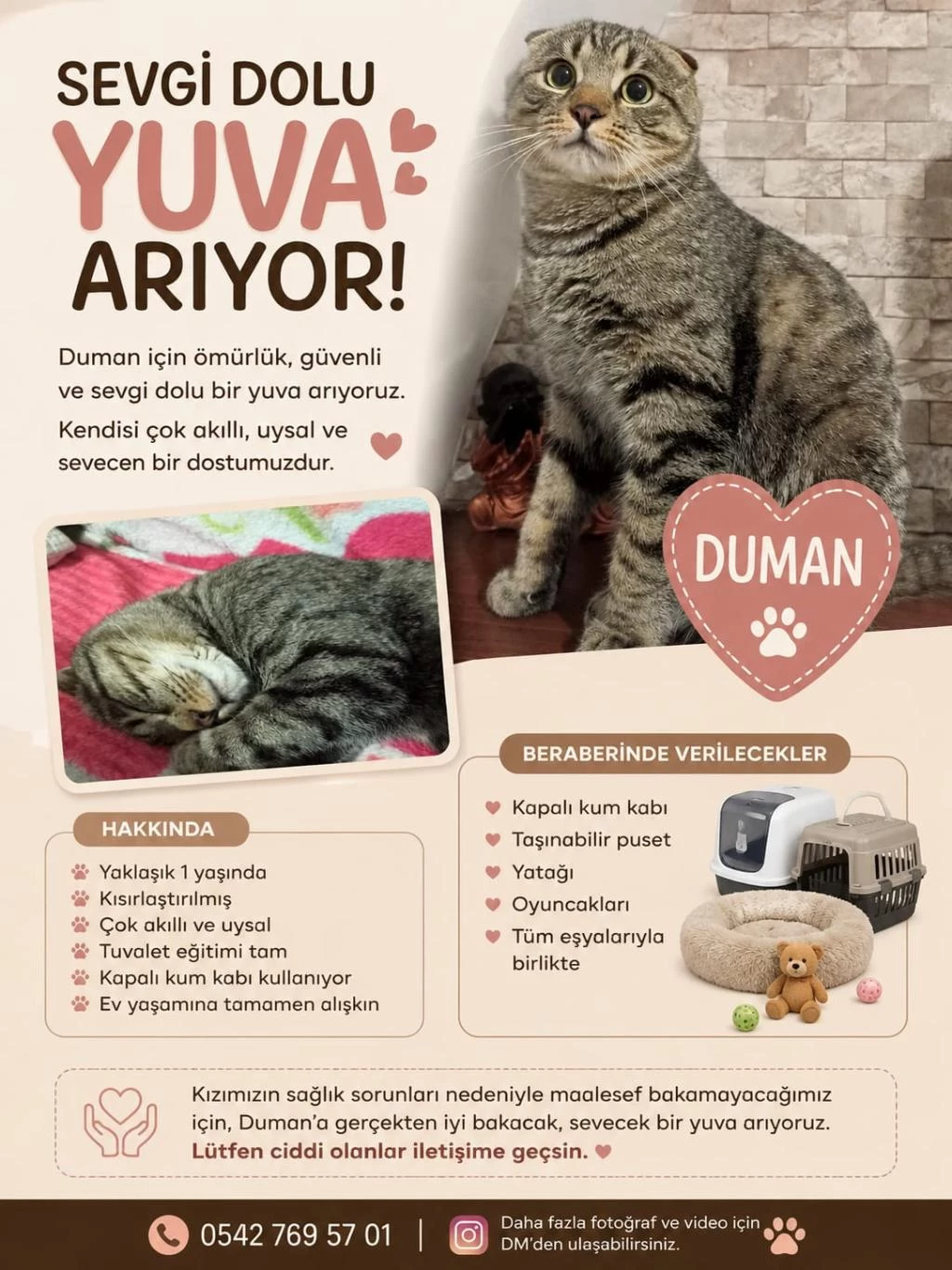 Ücretsiz Acil Sahiplendirilecek Scottish Fold