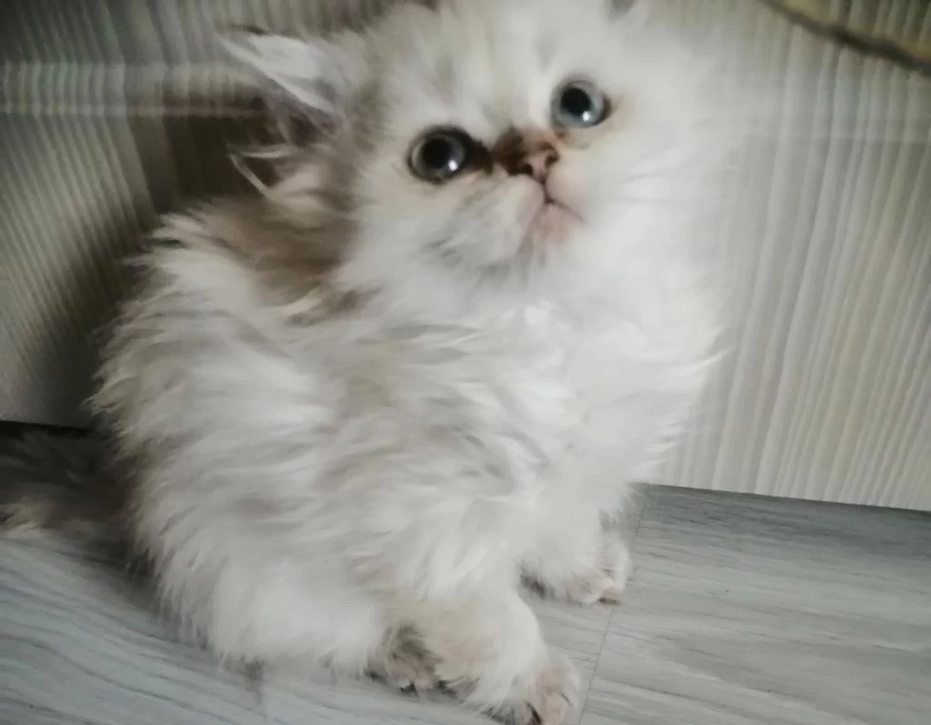 Harika Pamuk Bebek Kedimiz