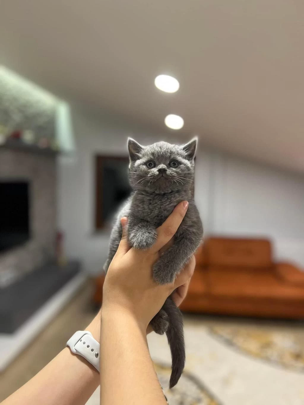 Sağlıklı British Shorthair