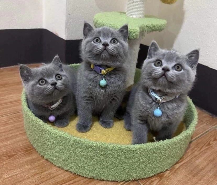 A Kalite British Shorthair Yavrularim