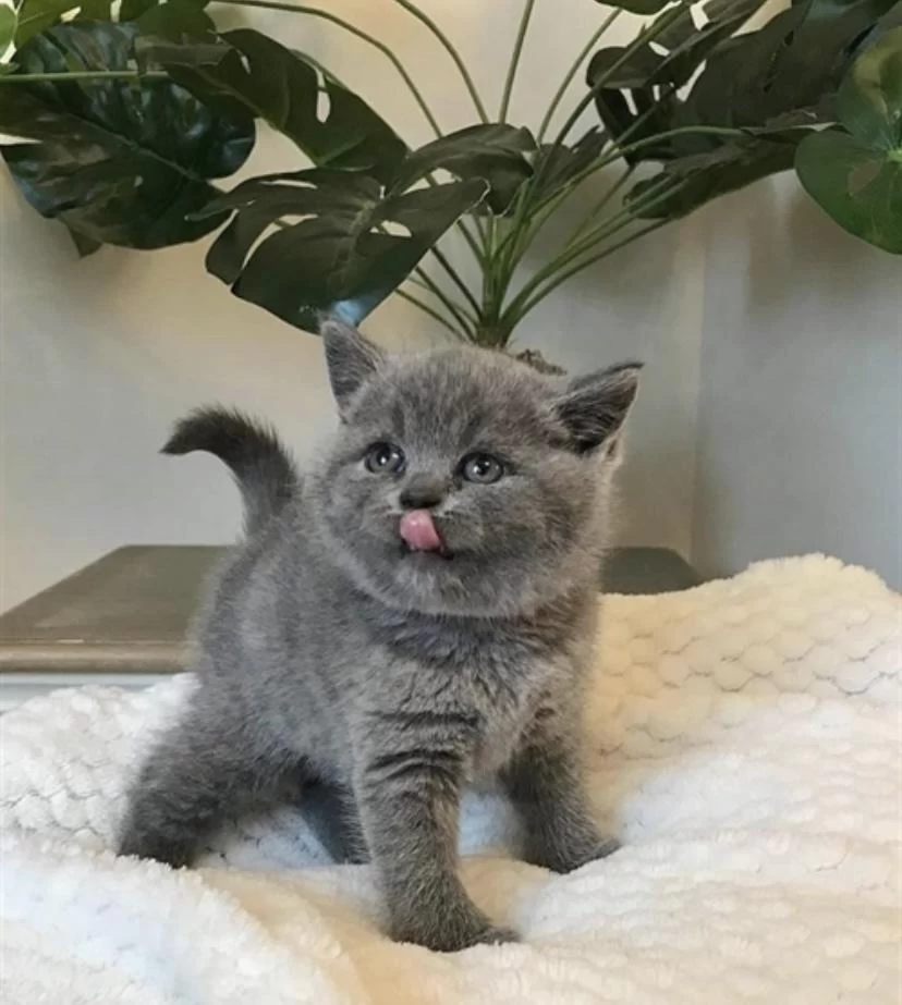 Ev Ortaminda Büyüyen British Shorthair Yavrular