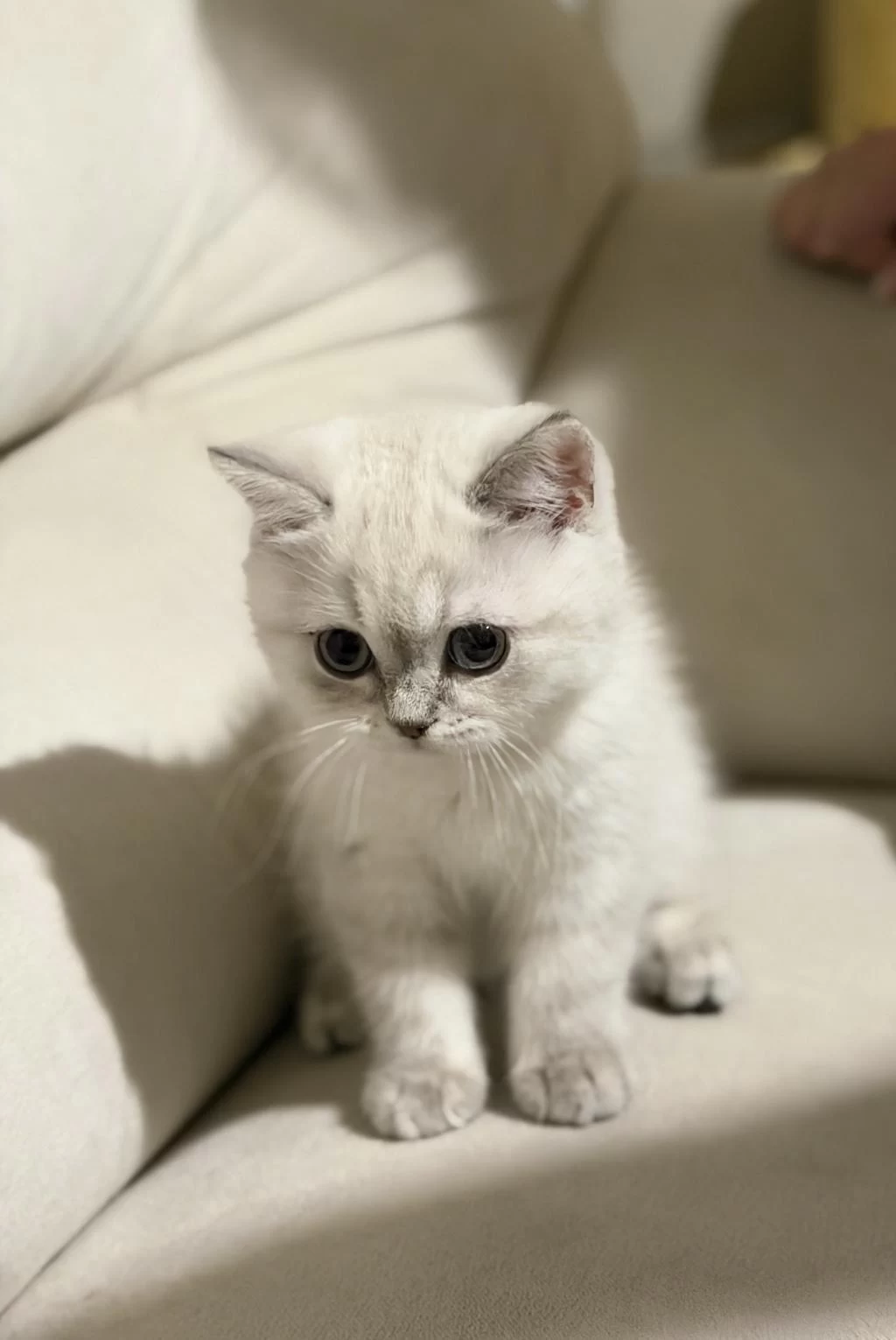 Safkan Scottish Fold Ve British Shorthair Bebeklerim