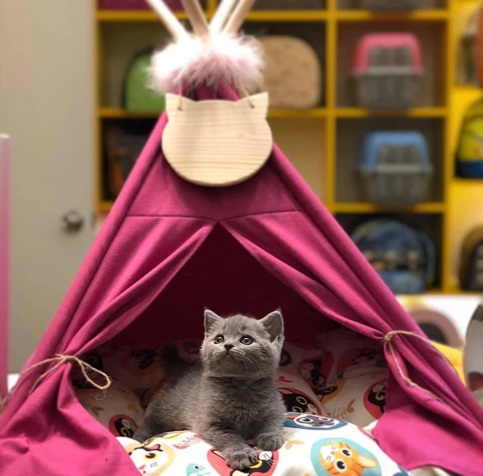 British Shorthair Gri Yavrularim