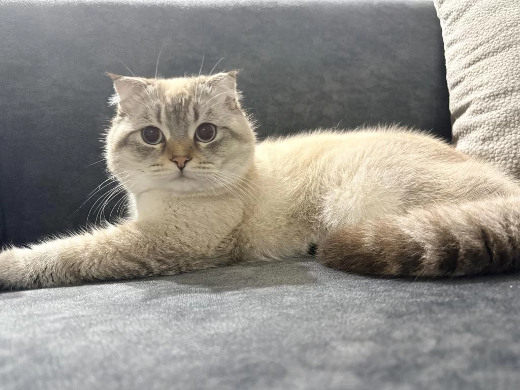 Erkek Scottish Fold Kedisi