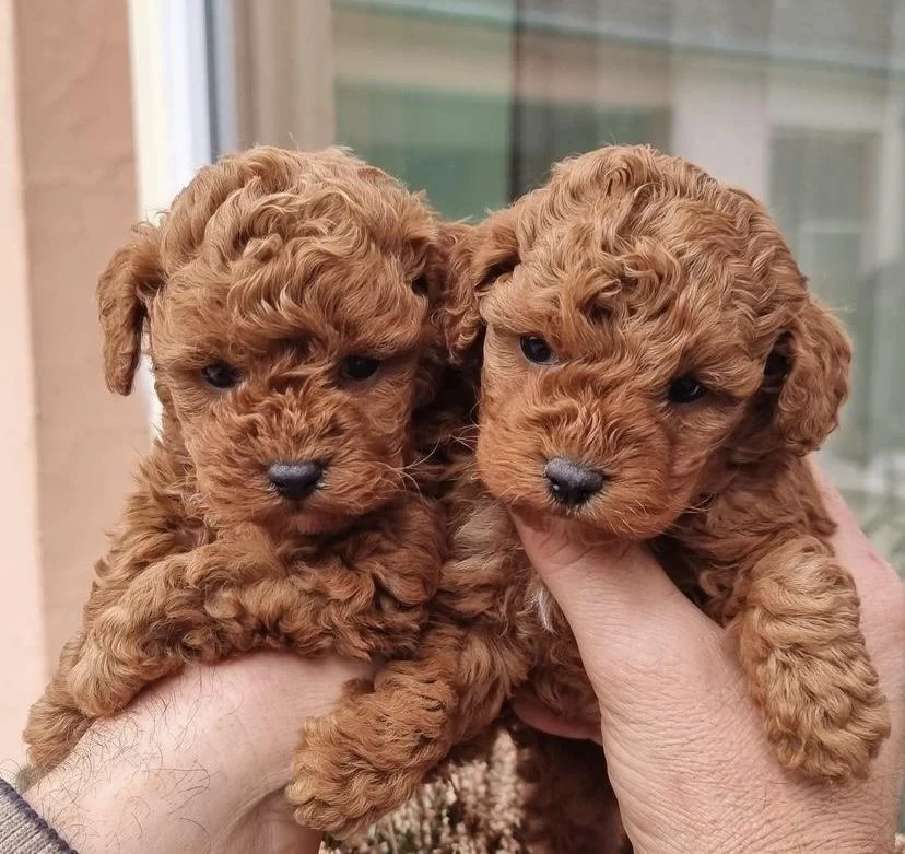 Birbirinden Güzel Toy Poodle Yavrularim