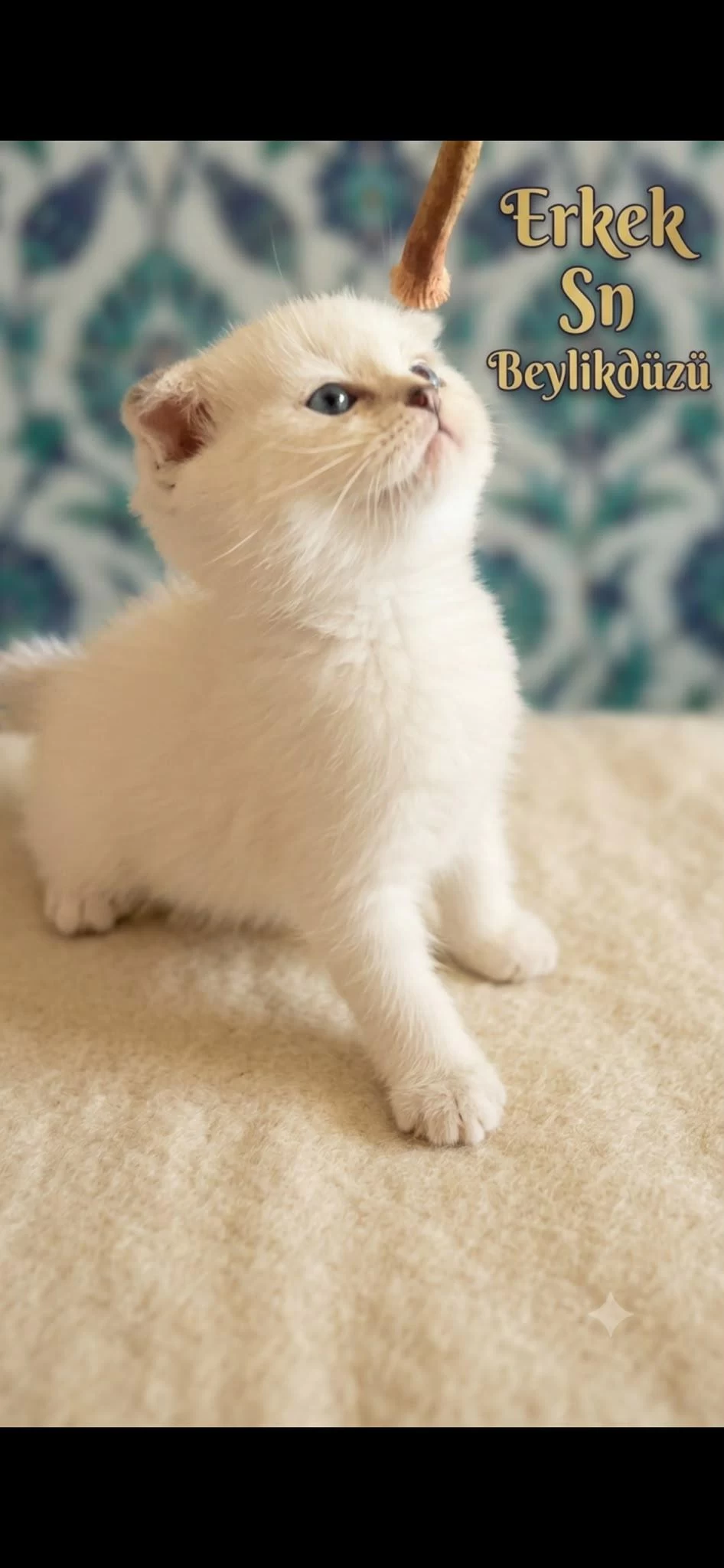 Scottish Fold Kediler