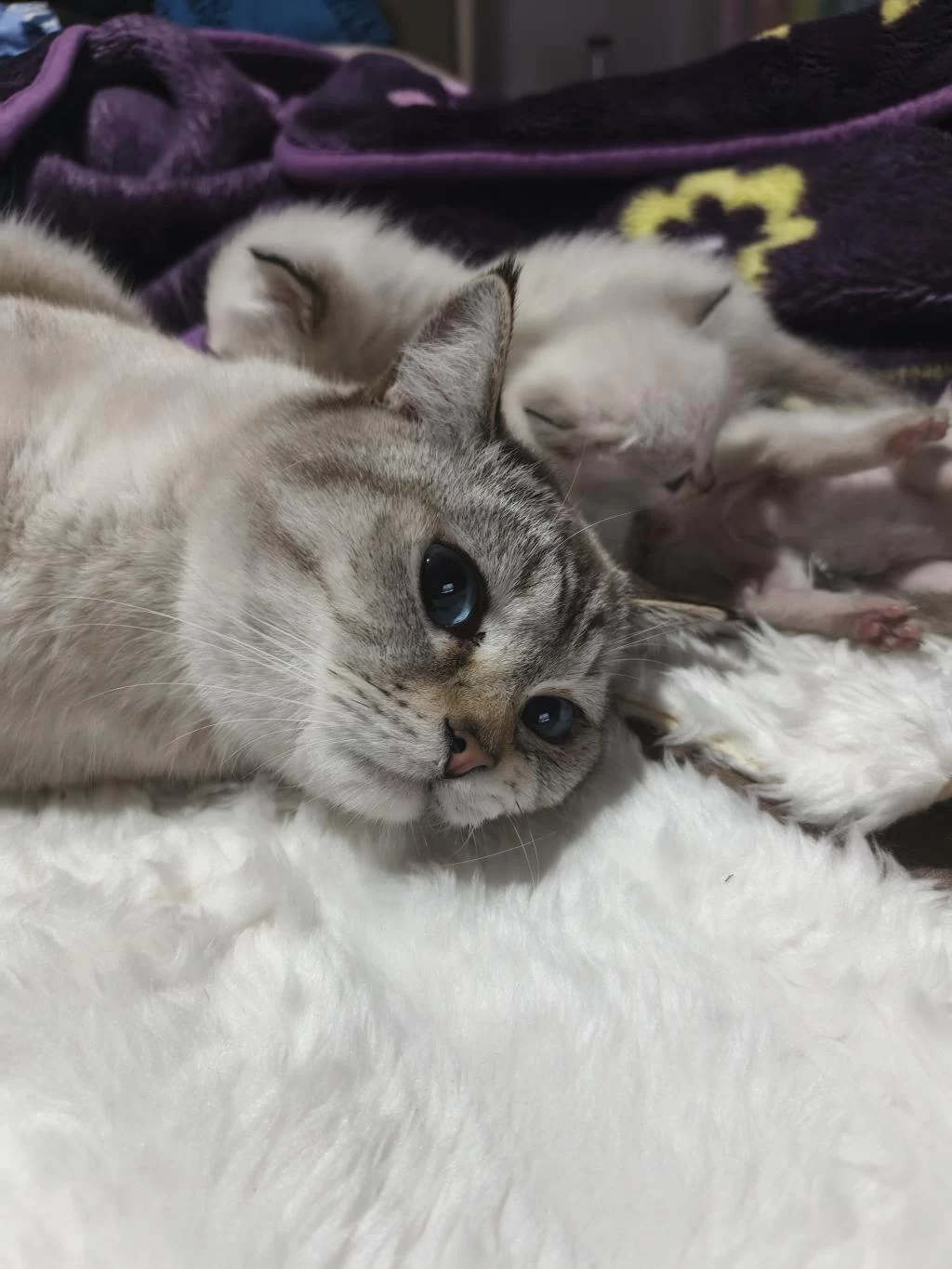 1 Buçuk Yaşında Erkek British Shorthair