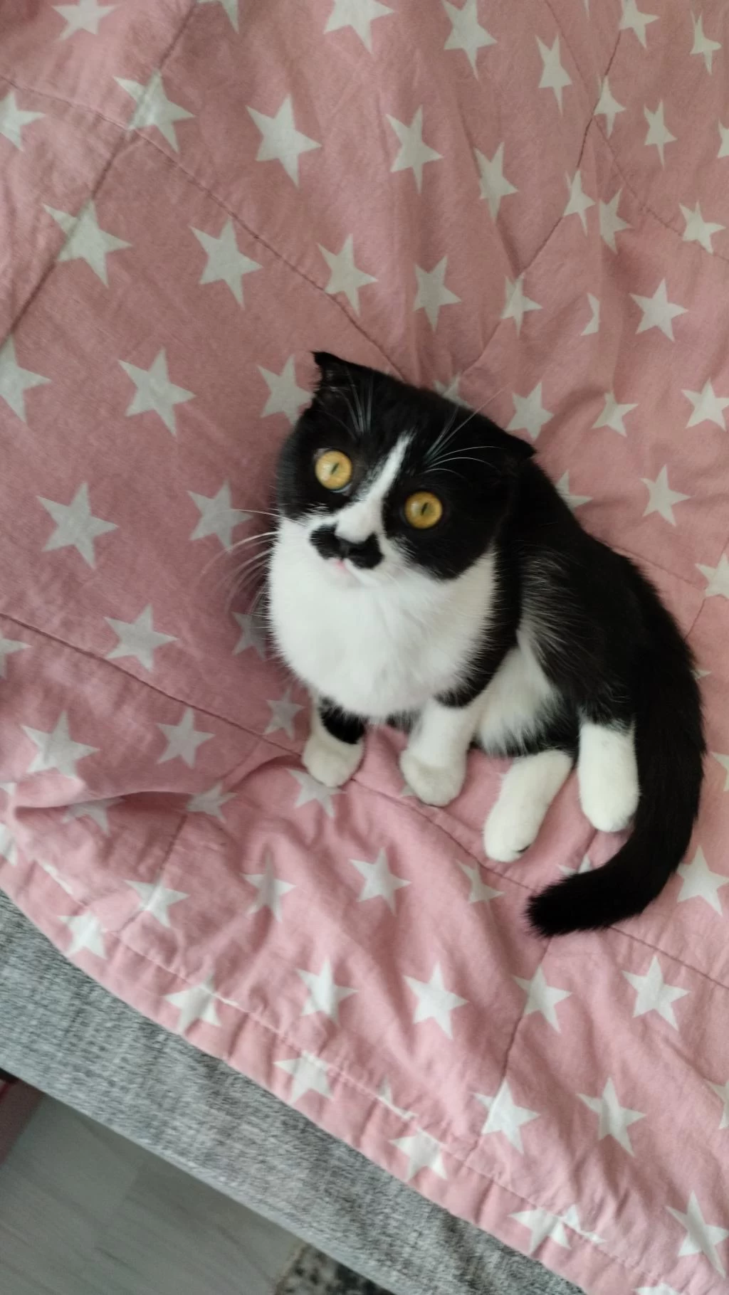 Scottish Fold Kedisi