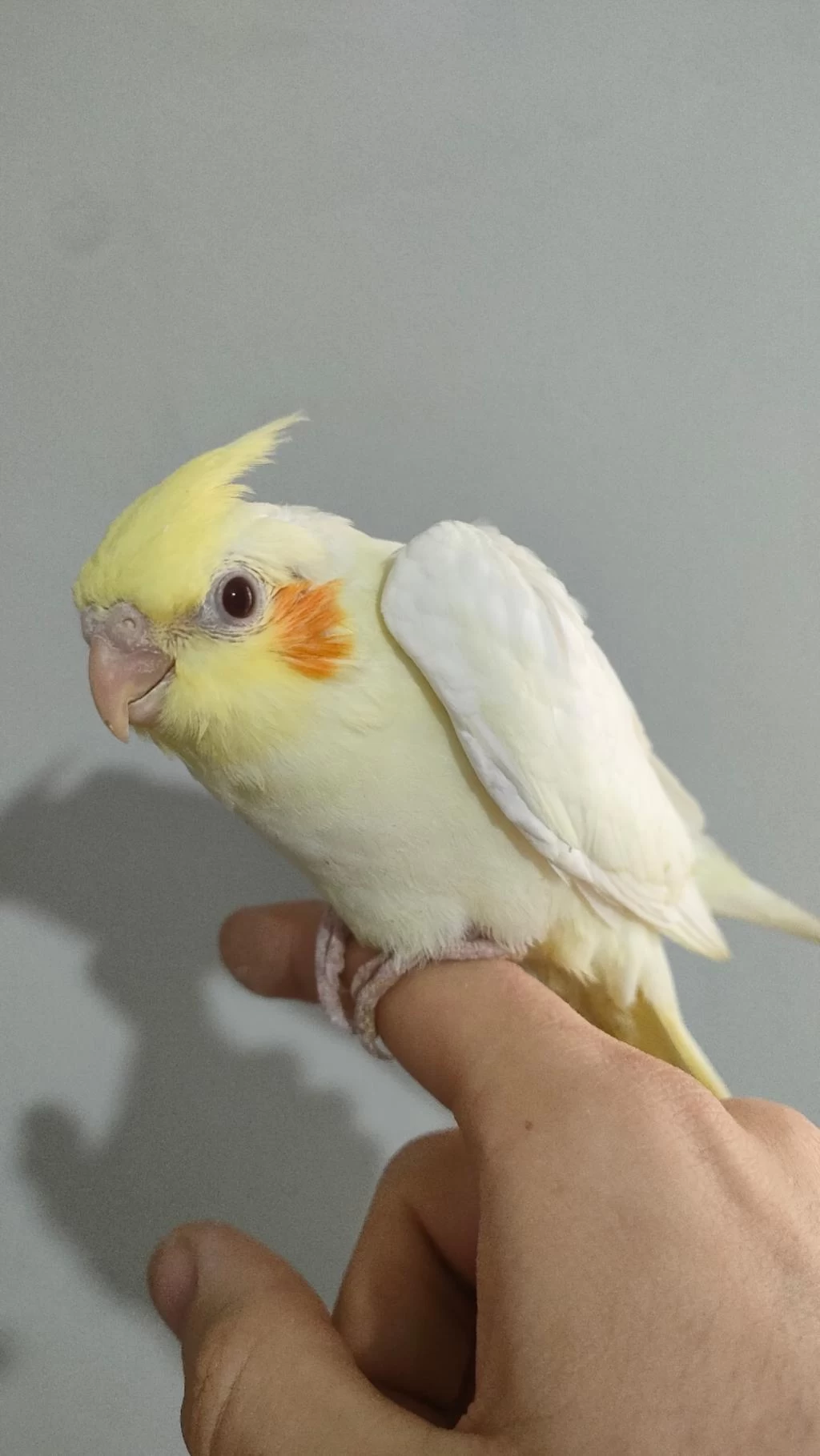 2 Aylık Sultan Papağanı Yavrusu