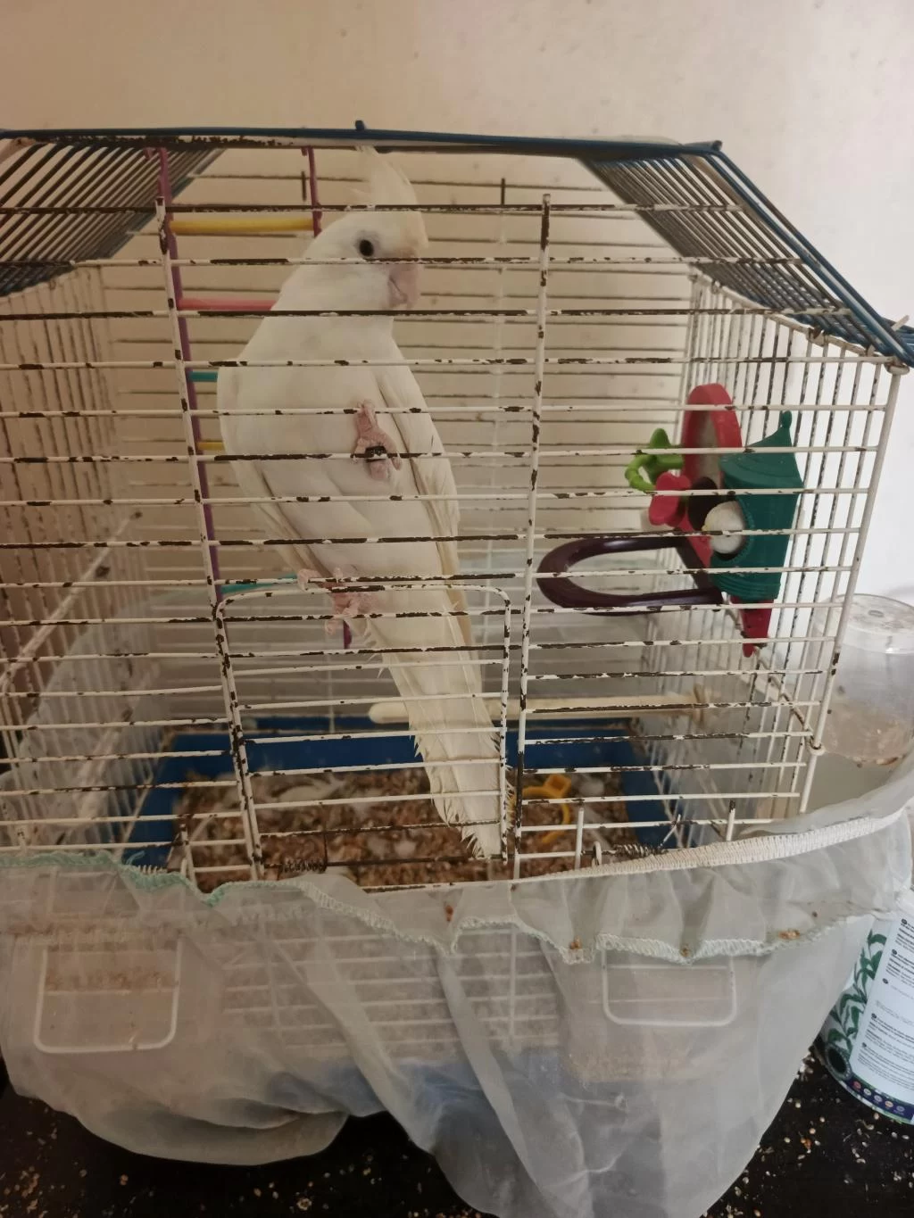 Albino Sultan Papağanı