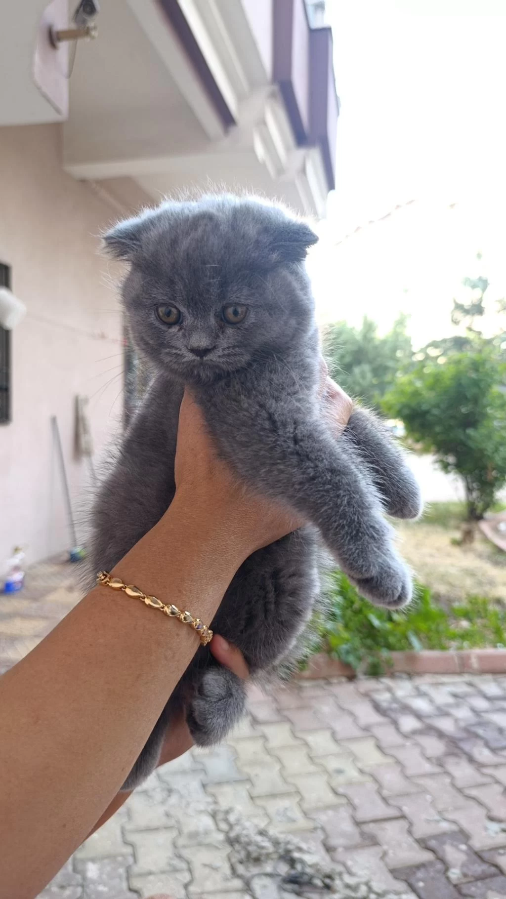 3 Tane Dişi Yavru Kedimiz Yeni Yuvasını Aramaktadır