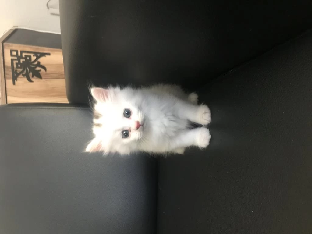 British Longhair Erkek