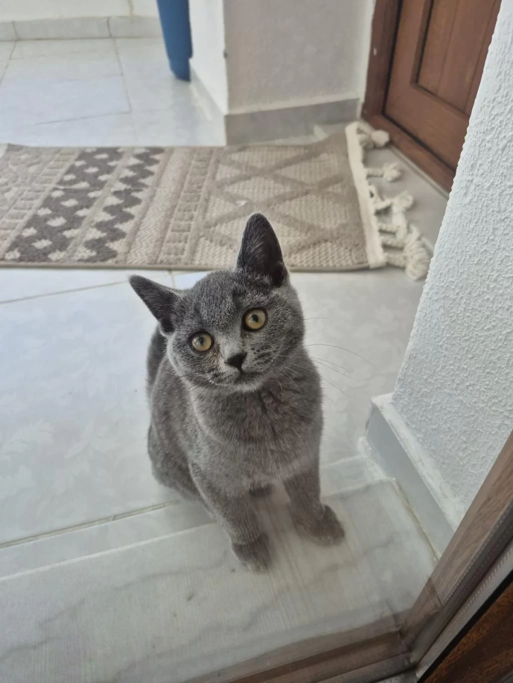 British Shorthair Erkek 4 Aylık