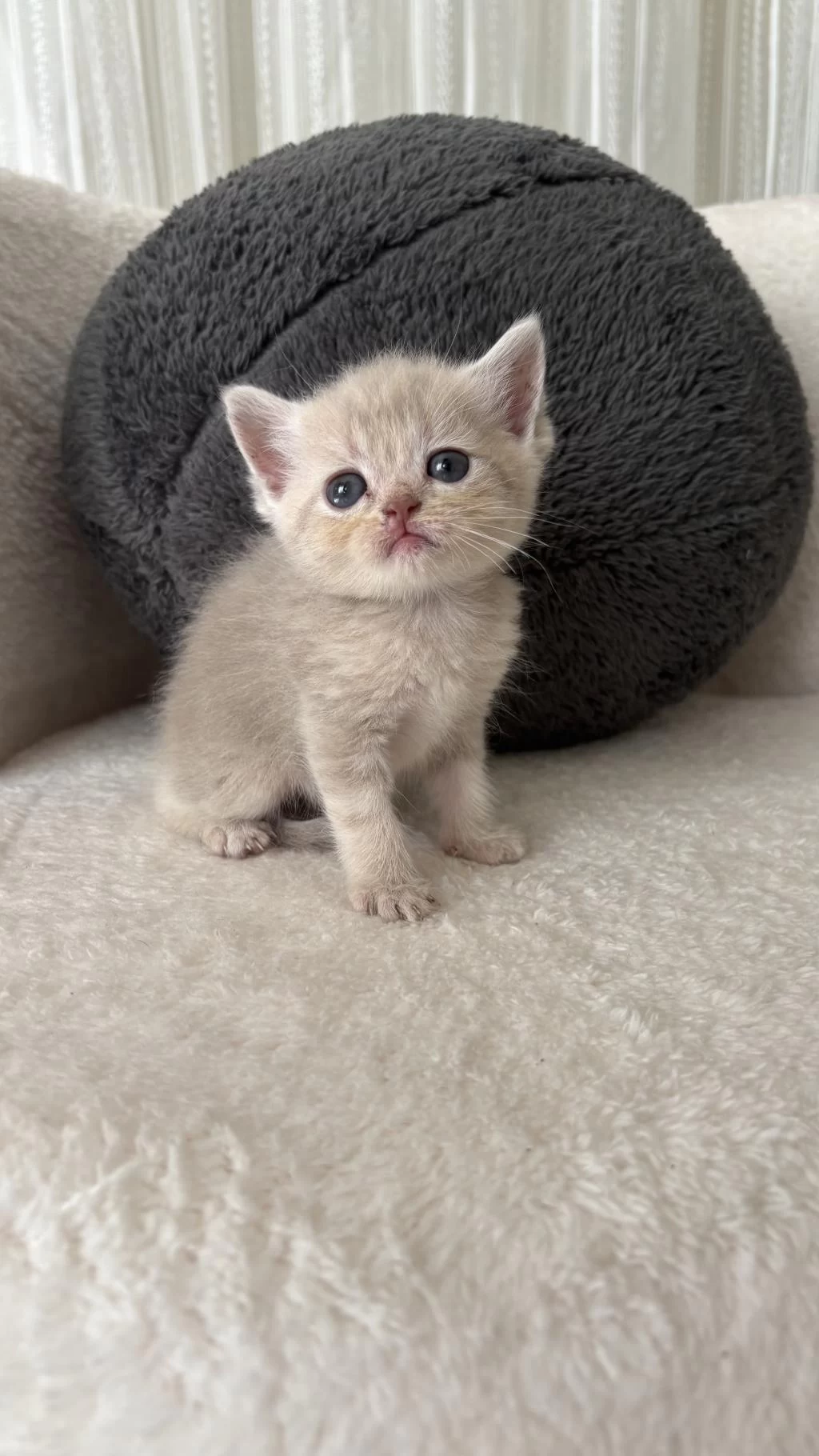 Mükemmel British Shorthair Bebişlerim