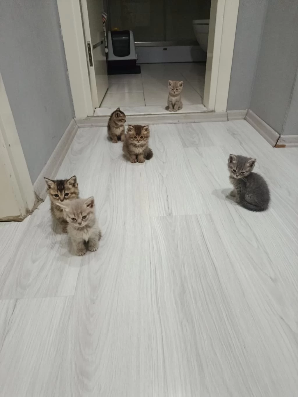 Ev Ortamından Sağlıklı Yavru Kediler