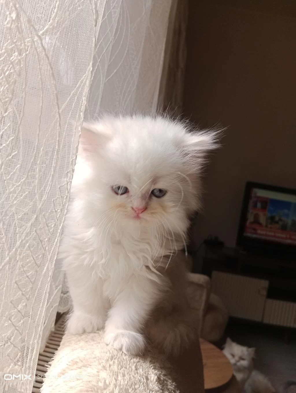 İran Kedisi Sahibimi Arıyorum