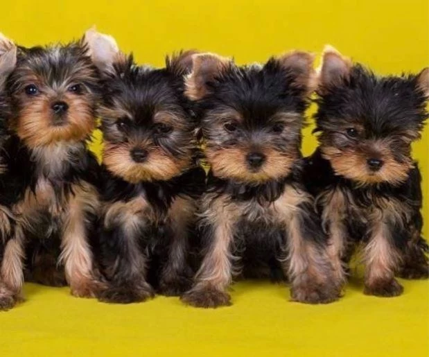 Elit Patiler Farkıyla Yorkshire Terrier Yavrular