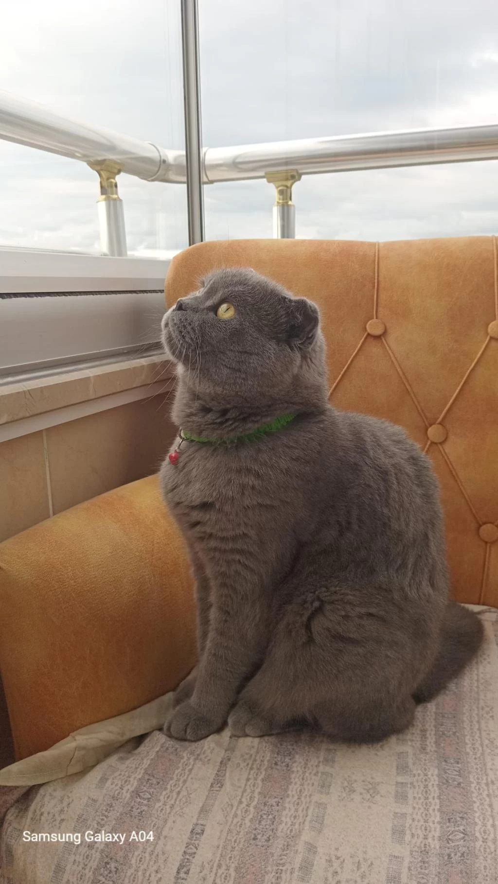 Scottish Fold Erkek Sahiplendirme İlanı