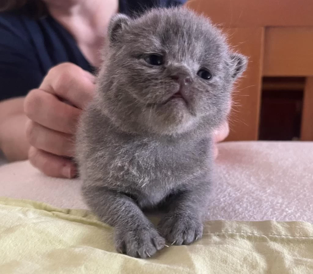Premium Kalite Ayı Surat British Shorthair Yavrularımız