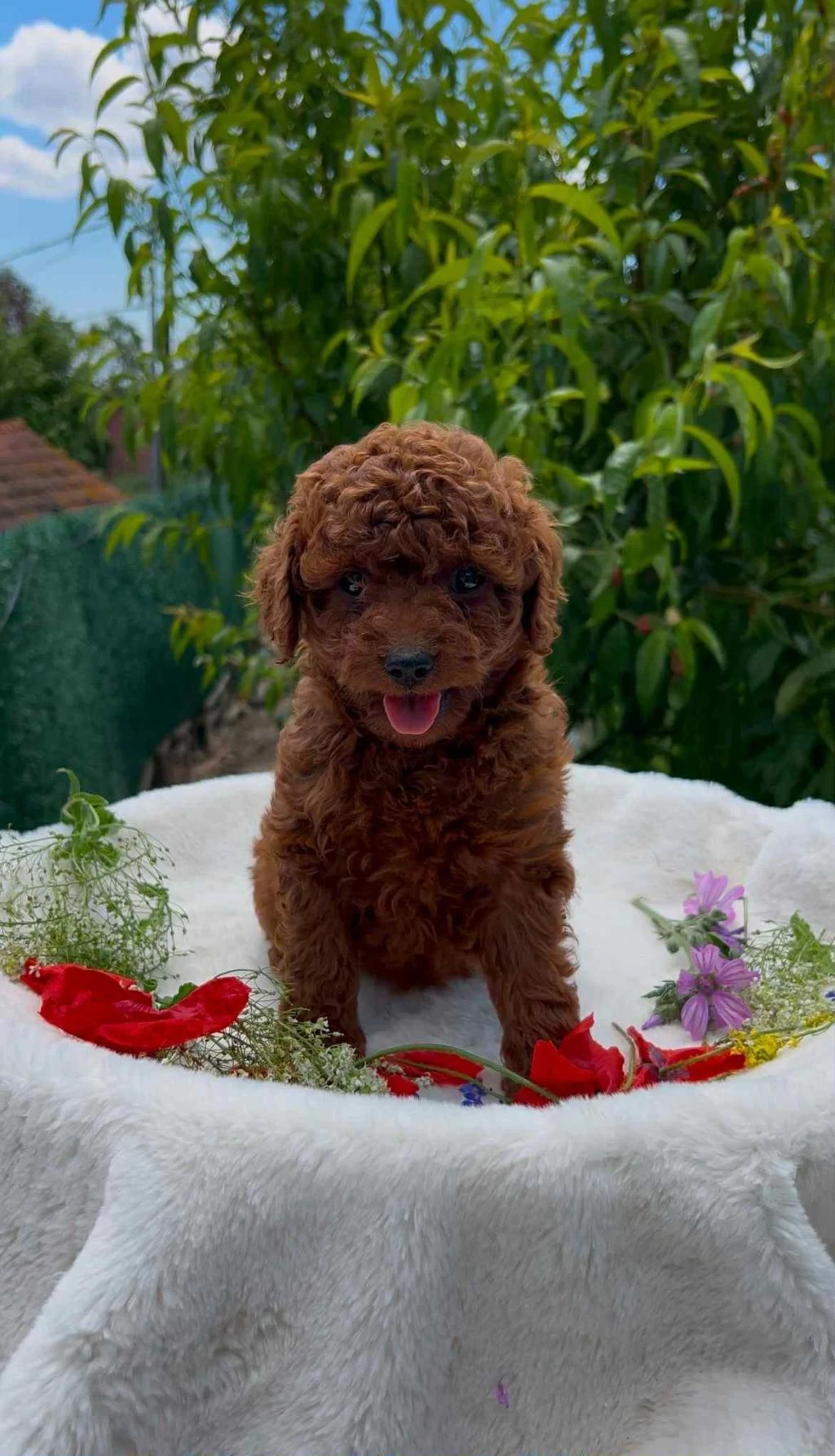 Biblo Güzelliğine Sahip Dark Red Brown Teacup Poodle