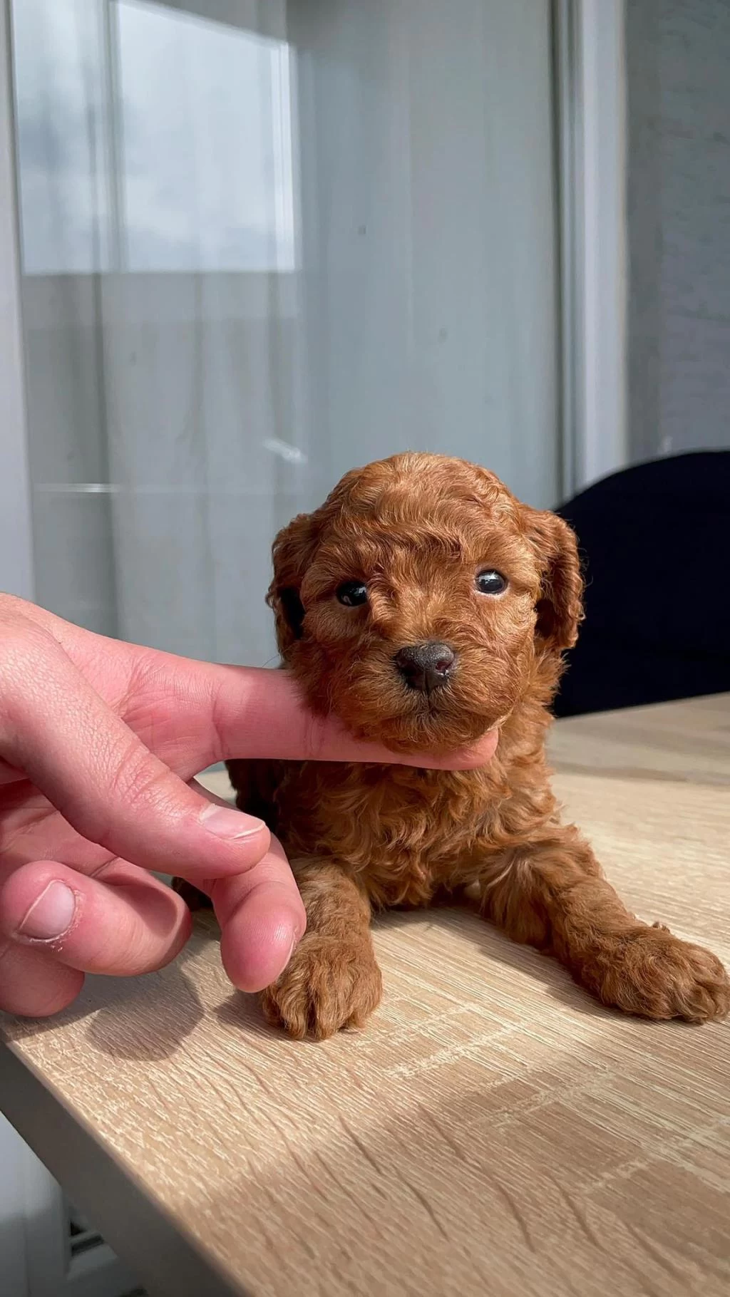 Orjinal Red Brown Orjinal Poodle Yavrular