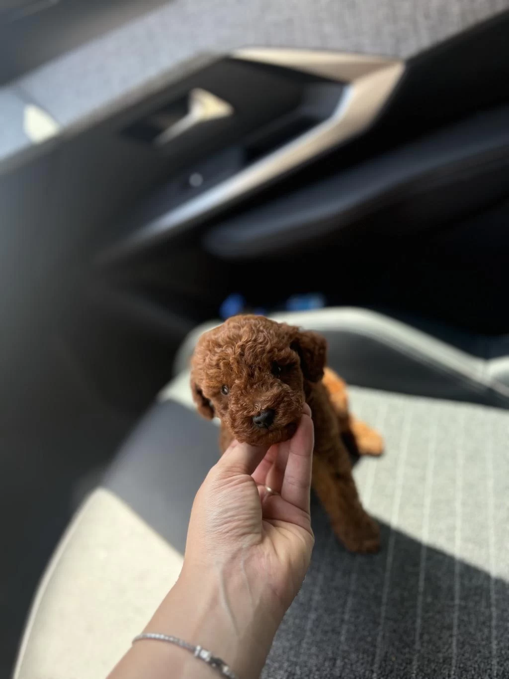 Kore Kan Toy Poodle Yavrularim