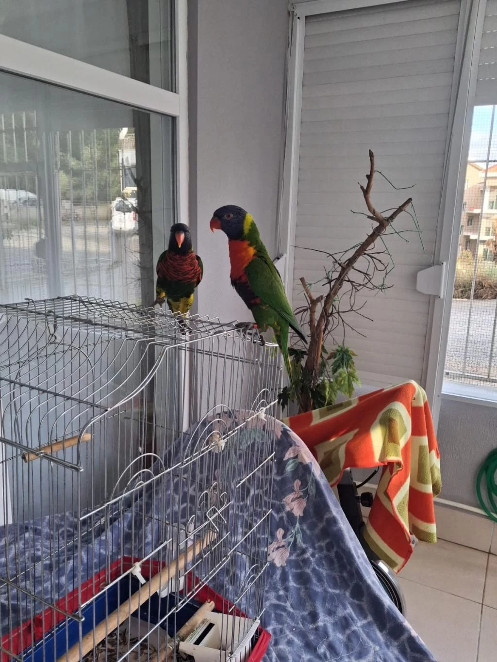 Full Evcil 2 Adet Gökkuşaği Lori Papağani