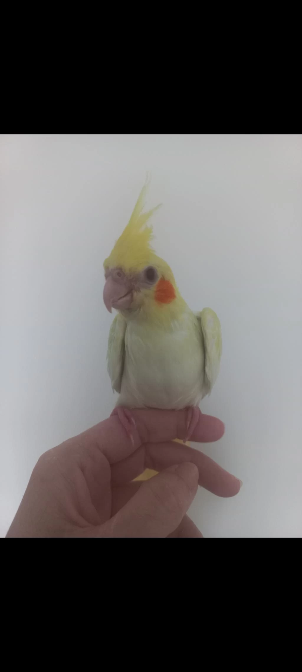 Full Evcil Lutino Sultan Papağanı Yavrusu