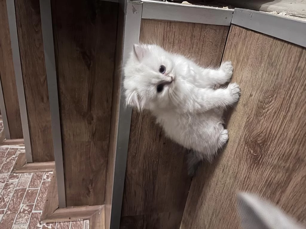 Erkek British Longhair Açıklamayı Okuyun