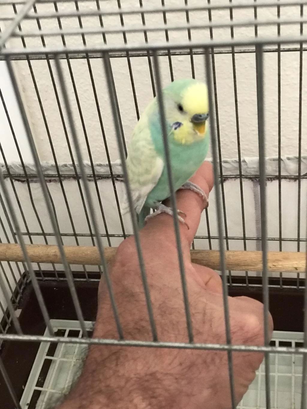 Sağlıklı Muhabbet Kuşumuz