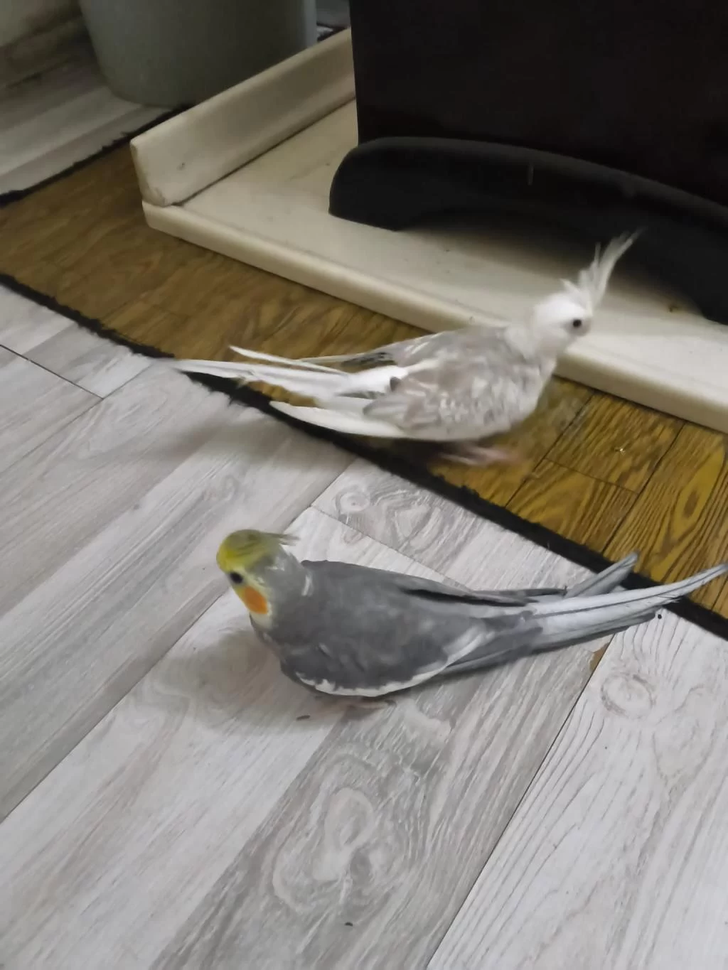 Sultan Papağanımı Çift Olarak Satıyorum