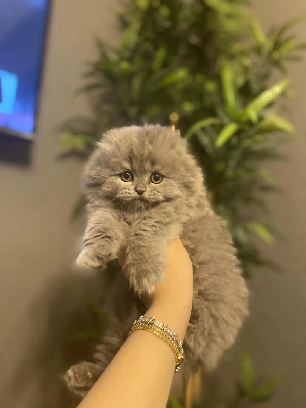 Scottish Fold Yavrularim