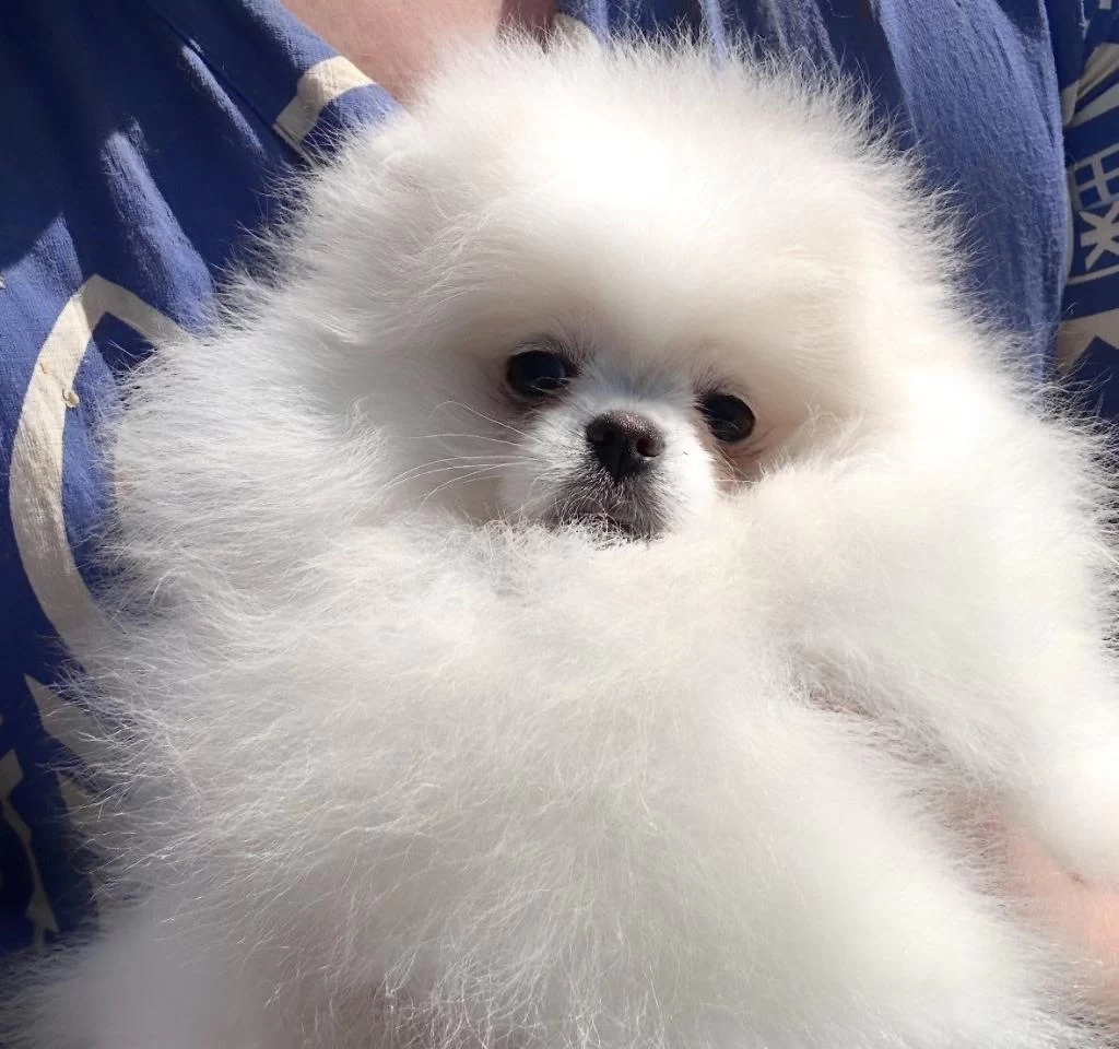 Petmode Köpek Çiftliğinde Ziyarete Açık Pomeranian