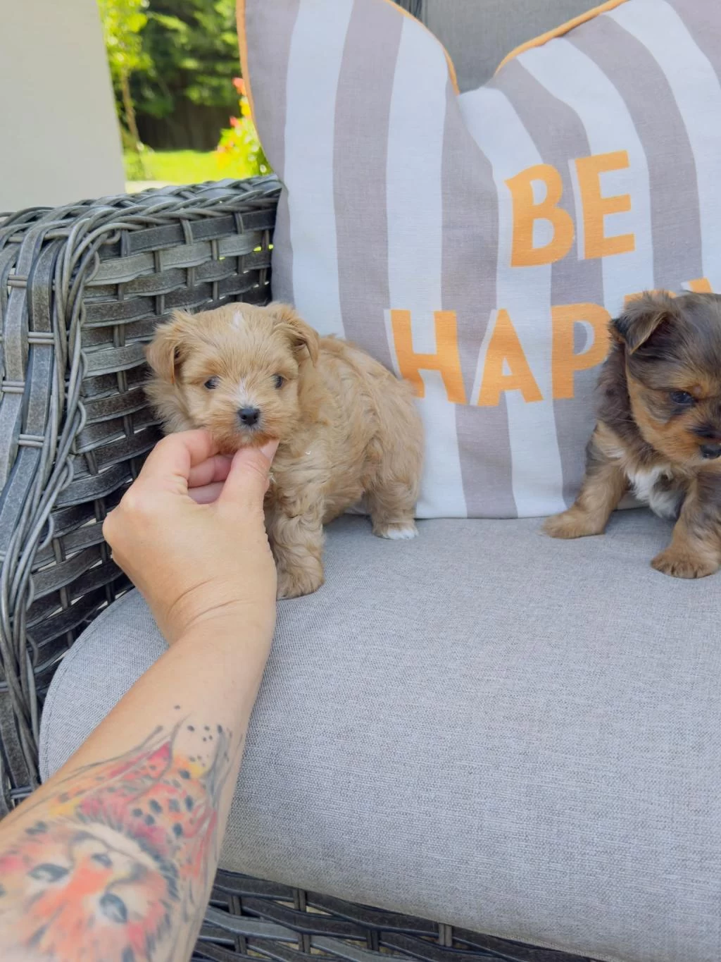 Show Kalite Tea Cup Morkie Yavrular Petmode Den