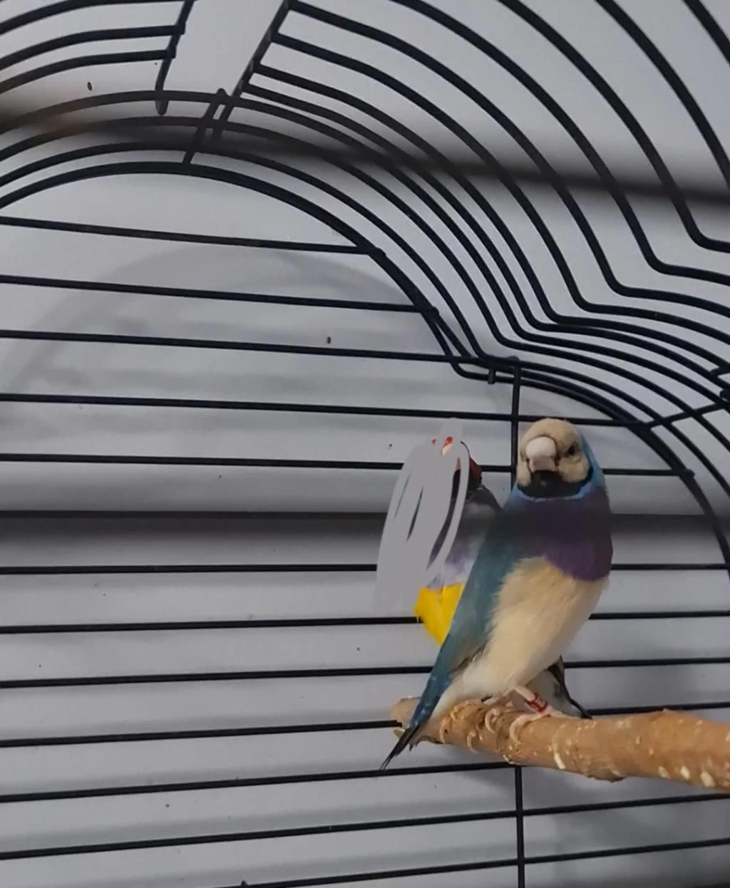Çift Goldian Finch (gökkuşağı İspinozu)