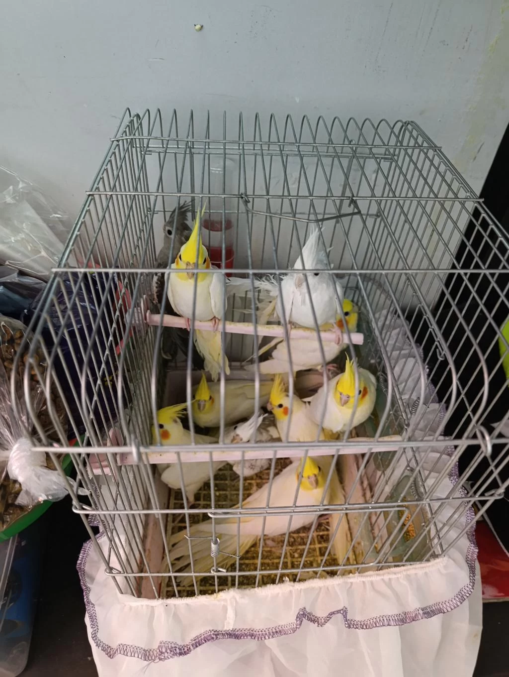 50 Günlük Lutino Albino Sultan Papağanı Bebekler