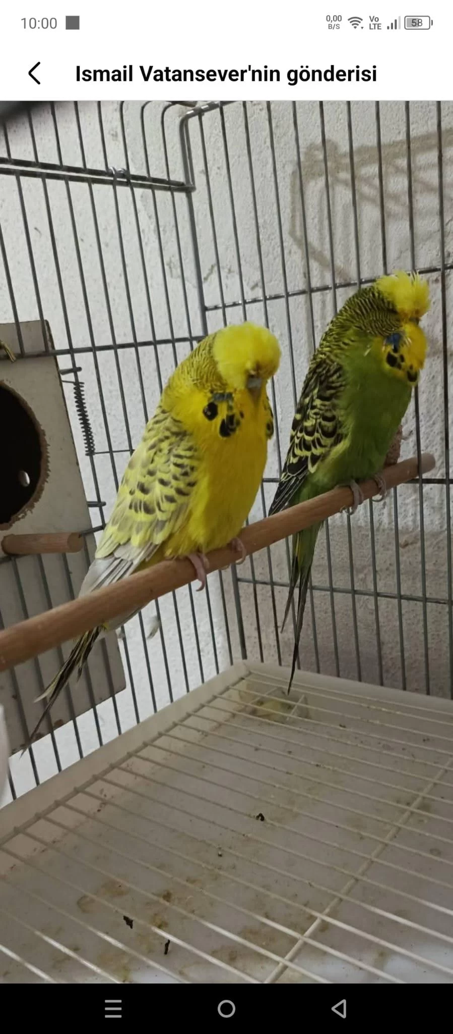 Takım Jumbo Muhabbet Kuşu