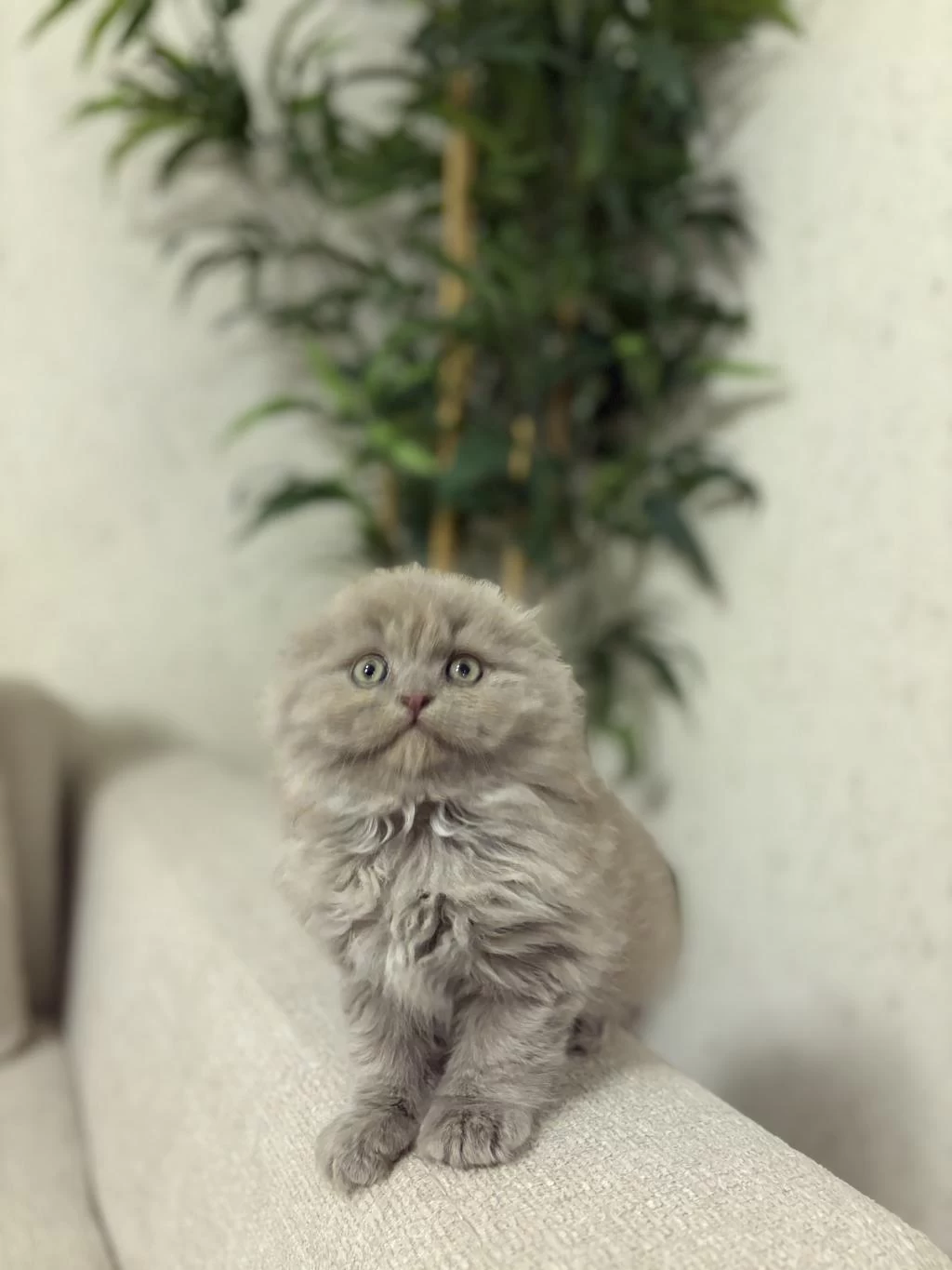 Scottish Fold Lilak Yavrularim Teslime Hazir
