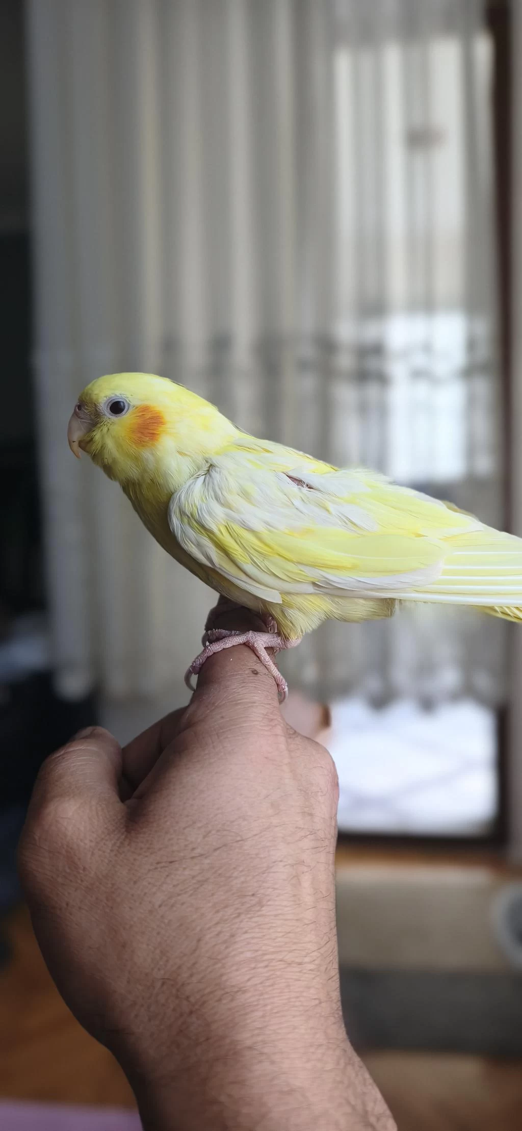 30-40 Günlük Bebek Lutino Kirmizi Göz Sultan Papağani