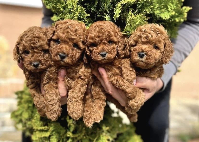 Red Toy Poodle Yavrularim