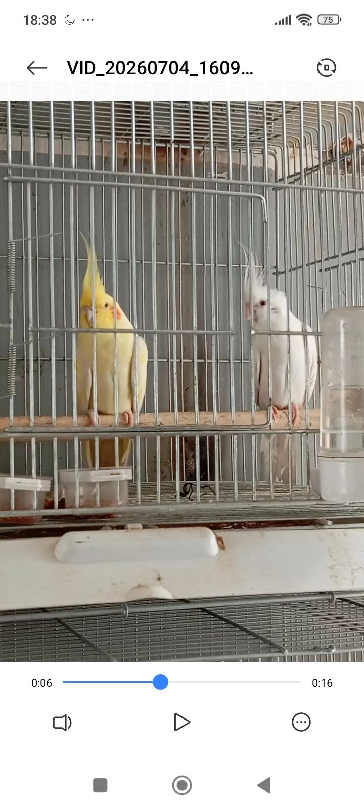 2 Erkek Sultan Papağanı