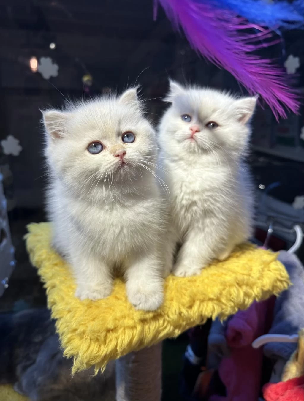 Safkan British Shorthair