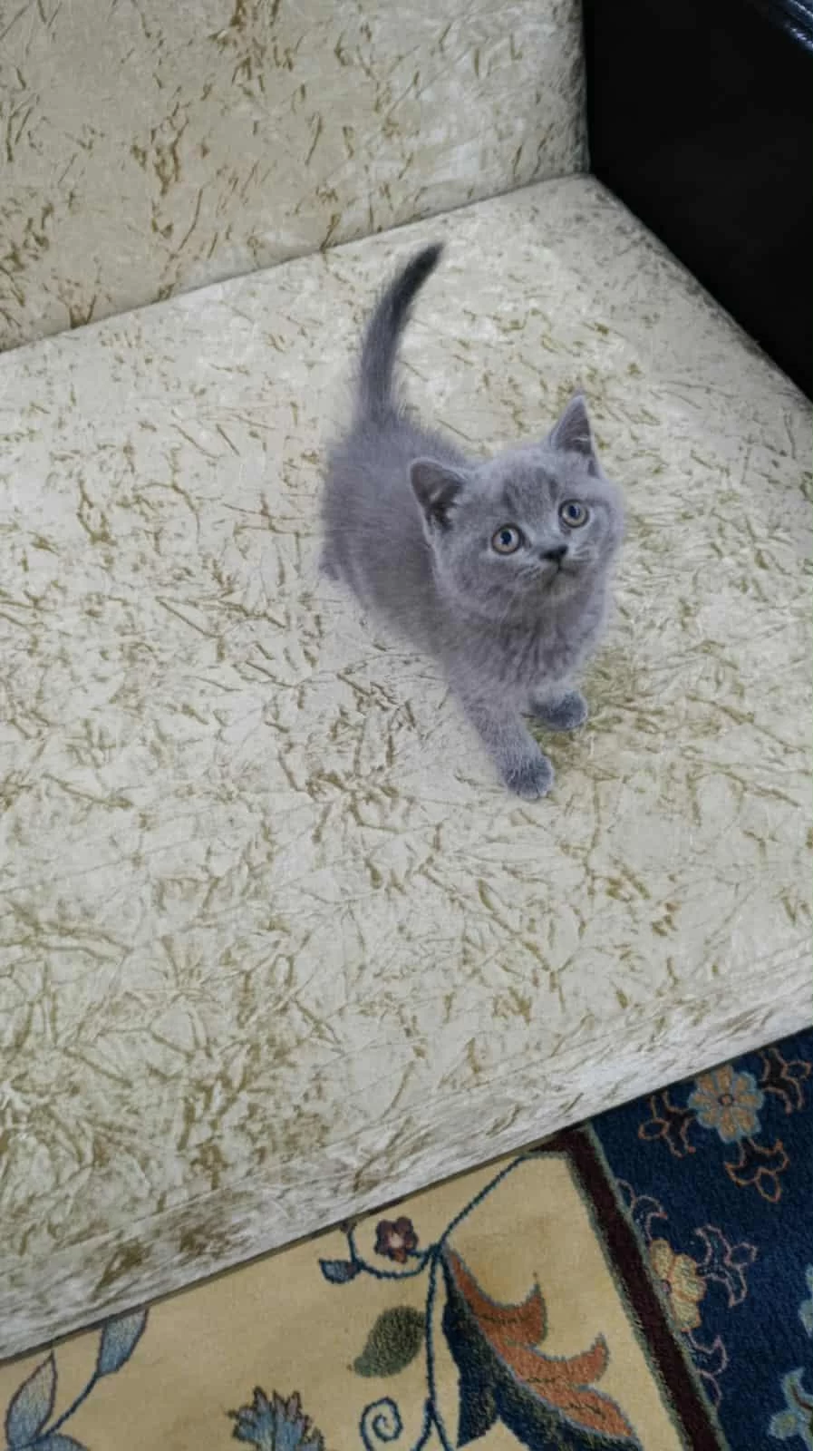 Kedimizi Mama Yada Papağan Kuşu İle Değiştirebilirim