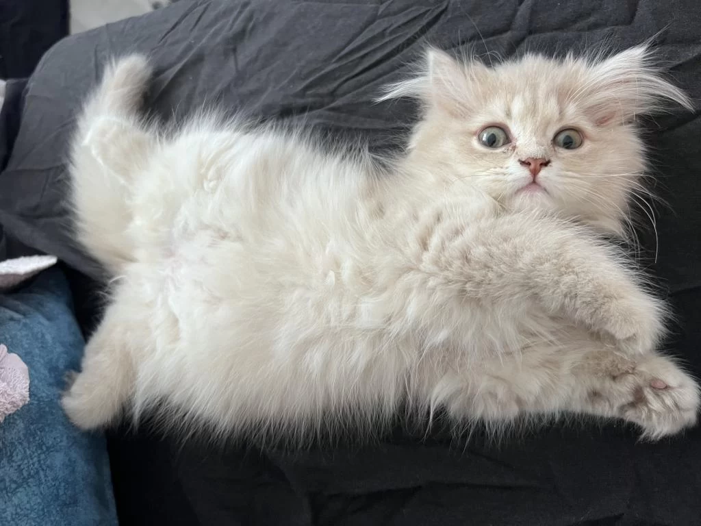 Safkan British Longhair Cinnamon