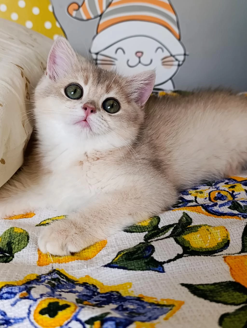 Blue Golden Dişi Yavru British Shorthair