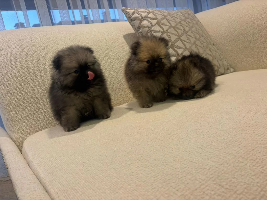 A++ Pomeranian Boo Yavrular Her İle Gönderim Var